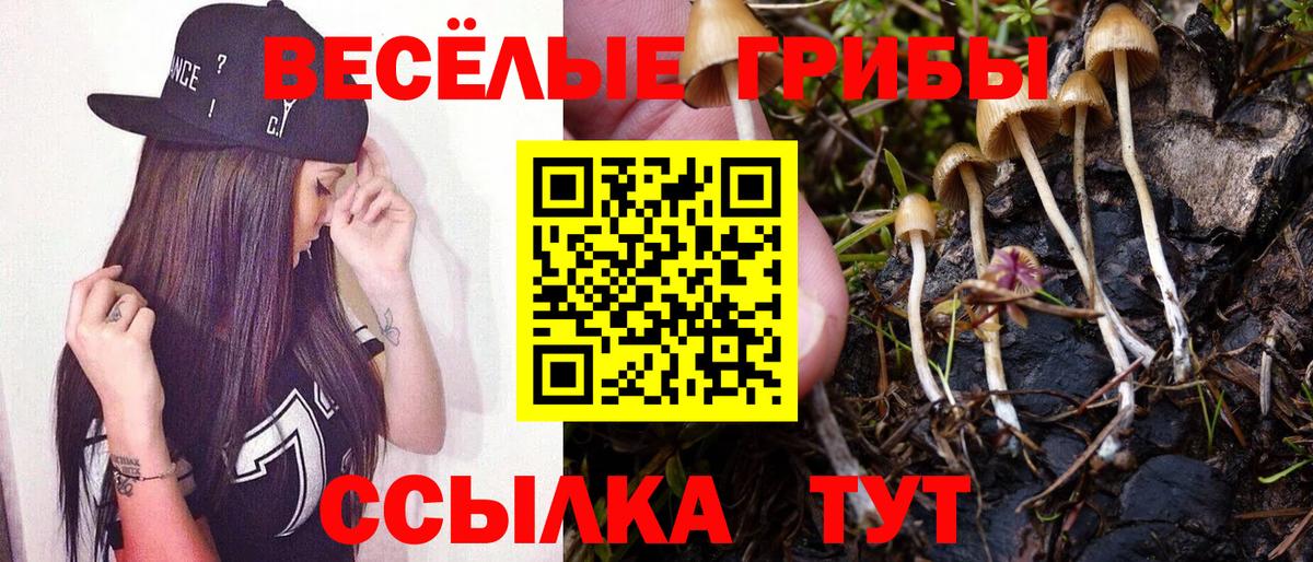 купить наркотики сайты  Псилоцибиновые грибы Psilocybine cubensis  Вход с VPN  Ишим  Галлюциногенные грибы Magic Shrooms 